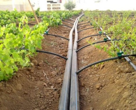 Drip-Irrigation